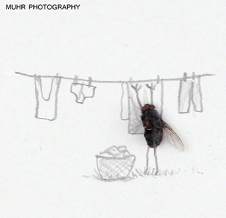Illustration for article titled The Dead Fly Artwork Of Magnus Muhr